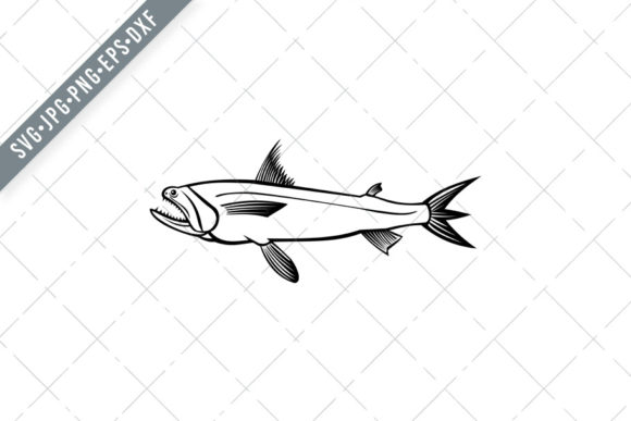 Bombay Duck Fish: Harpadon Nehereus