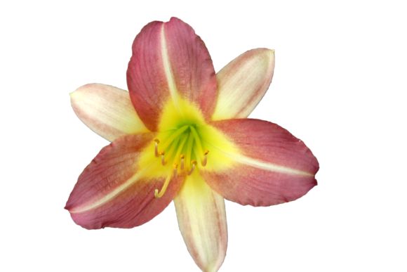 Flower Image Cutouts Set of 6: Real-World Uses You’ll Actually Reach For