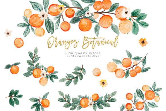 Orange Summer & Citrus Clipart