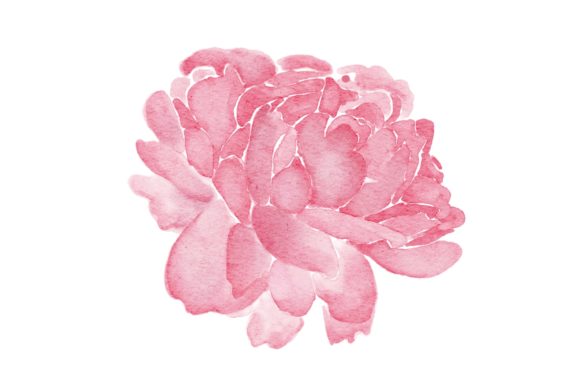 Peonies Pinak Flower Watercolor PNG: A Versatile Digital Asset for Designers, Educators, and Creative Entrepreneurs