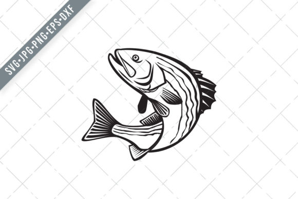 Striped Bass Morone Saxatilis
